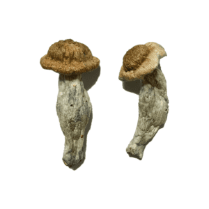 Buy Shepherd Penis Envy Magic Mushroom