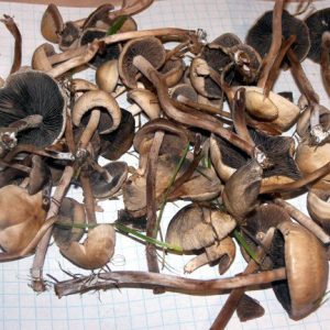 124499140-Picture_005.jpg Buy Psilocybe liniformans var. americana Online