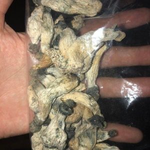 13gep4r1waj11.jpg Albino Envy