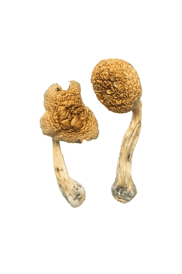 1FDB7BDD-B8A5-4108-B845-9504687AC1B1.png Golden Mammoth Magic Mushrooms