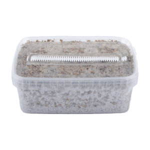 Magic Mushroom Grow kits
