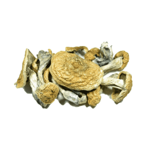 2D67EE8C-82A2-46EF-9725-D7FF2D6E6BA0.png Buy Vietnamese Psilocybe Cubensis Online