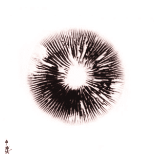 7A3C5D5F-3A8B-4E5D-87FA-CB3FB9AEC6BC.png Blue Meanie Spore Print (Psilocybe cubensis)
