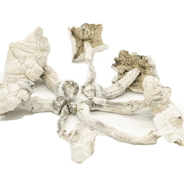 Buy Albino Cambodians Psilocybe Cubensis