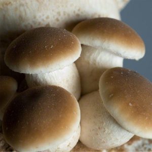 Agrocybe-aegerita-Culture-1.jpg Agrocybe aegerita Culture