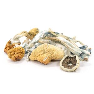 Blue-Meanies-Mushrooms.jpg Blue Meanies Mushrooms