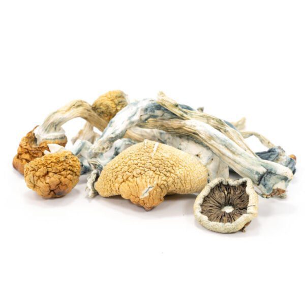 Blue-Meanies-Mushrooms.jpg Blue Meanies Mushrooms