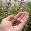 ChatGPT-Image-Feb-24-2026-09_53_24-AM.png Salvia Divinorum Seeds
