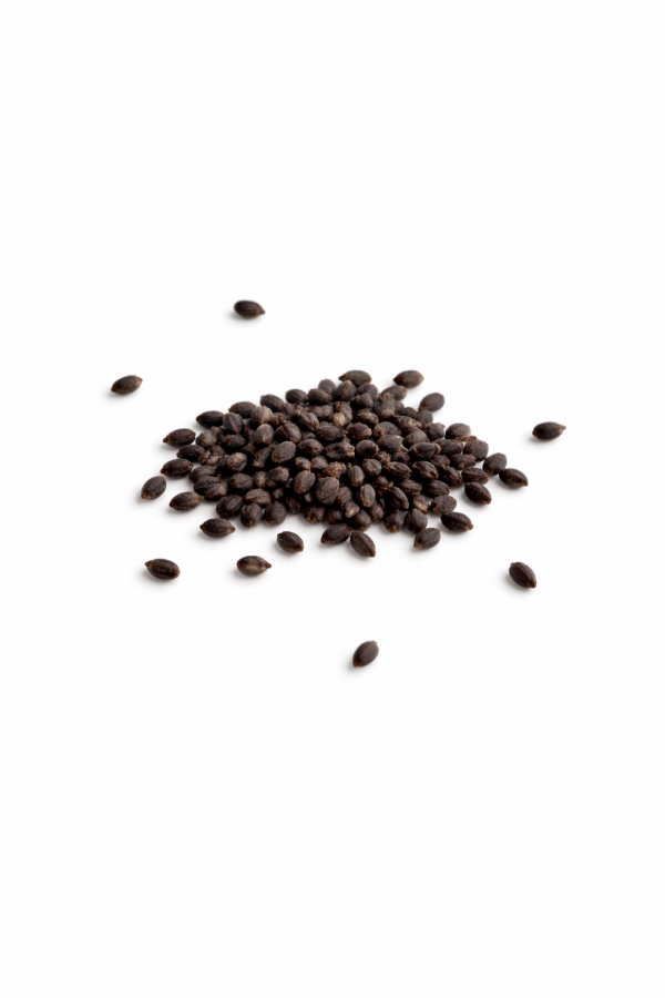ChatGPT-Image-Feb-24-2026-10_10_13-AM.png Salvia Divinorum Seeds