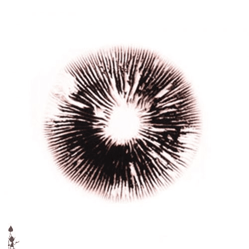 D71783E3-F0B8-4340-9CD2-4CEDBC09200A.png Hawaii Spore Print (Psilocybe cubensis)