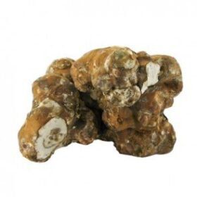 Buy Psilocybe tampanensis (Magic Truffles) Online