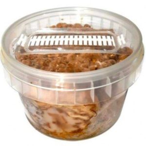 Magic Truffle Grow Kit – Hollandia
