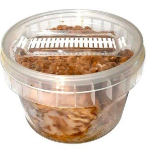 EFA8FEB2-4149-4937-B35D-3569180DDB79-510x524-1.jpeg Magic Truffle Grow Kit – Hollandia