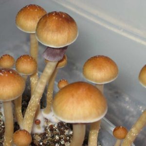 Ecuador-Cubensis.jpg Ecuador Cubensis