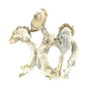 FF8CB8B1-B106-46B5-8567-5325A1CABE40.png Buy True Albino Teacher Psilocybe Cubensis (TAT) Online