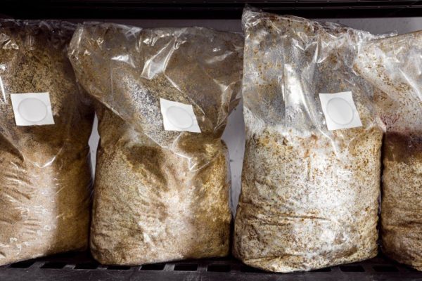 Mushroom-Spawn-Bags.jpg Buy Substrate Bag and Mushroom Spawn
