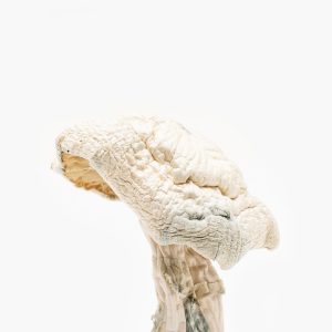 Origin-albinoavery-1.jpg Buy Avery Albino Magic Mushroom