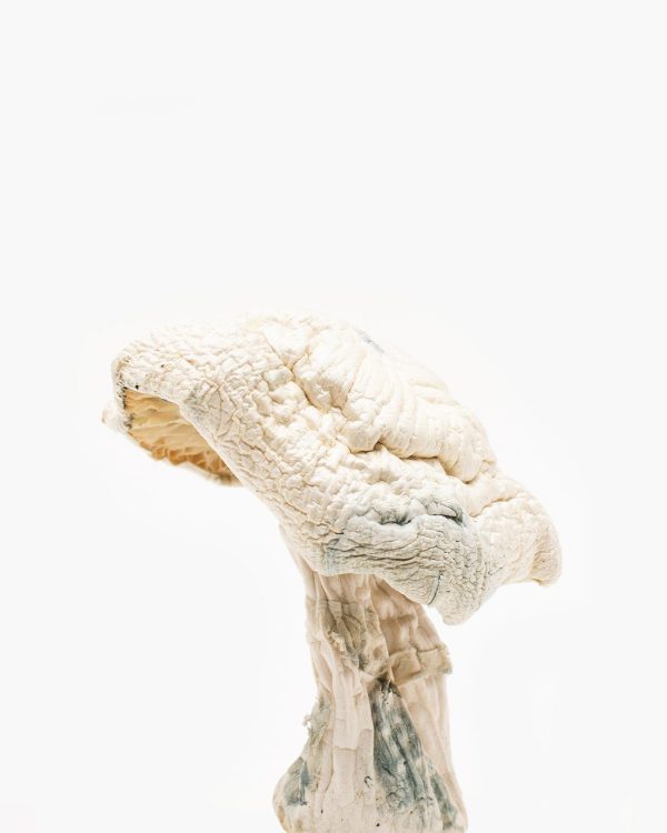 Origin-albinoavery-1.jpg Buy Avery Albino Magic Mushroom