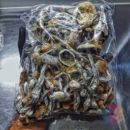 Magic Mushroom Psilocybe Cubensis