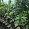 Salvia-divinorum-2.jpg salvia divinorum cuttings