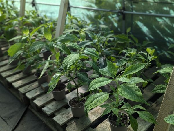 Salvia-divinorum-2.jpg salvia divinorum cuttings