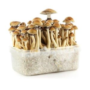 WhatsApp-Image-2020-08-31-at-8.12.04-PM.jpeg FreshMushroom Grow kits