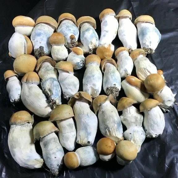 WhatsApp-Image-2020-08-31-at-8.16.01-PM.jpeg Buy Penis Envy Online