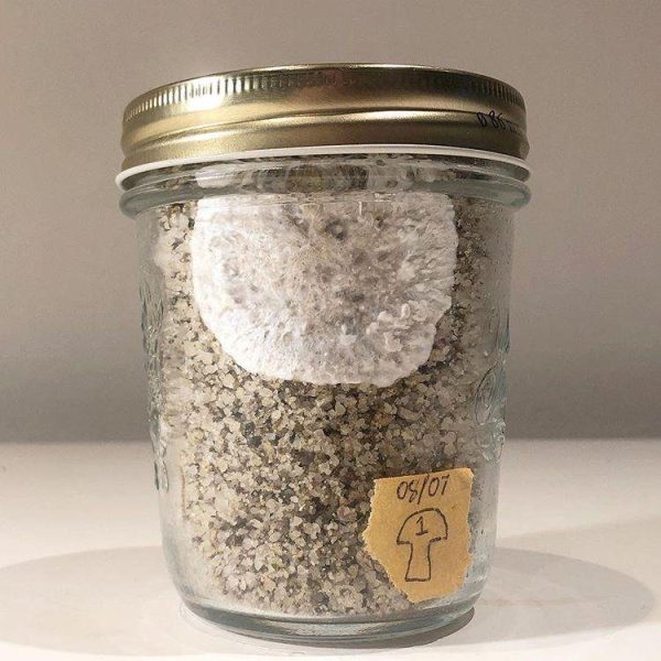 WhatsApp-Image-2020-10-07-at-12.31.52-PM.jpeg Buy Mushroom Substrate jar