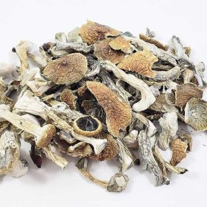 albino-1.jpg Albino Magic Mushroom Online