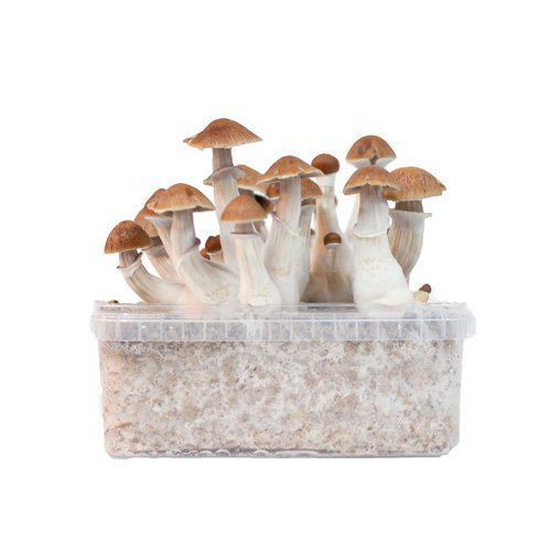 goldenteacher-1.jpg Grow kit Golden Teachers