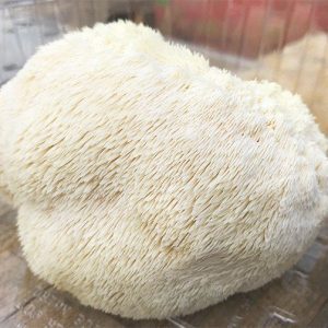 Hericium erinaceus Culture
