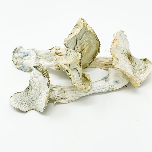 Buy Albino A+ Magic Mushroom Online