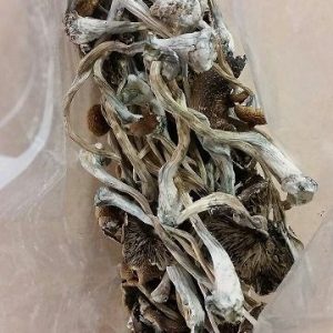 Psilocybe Azurescens