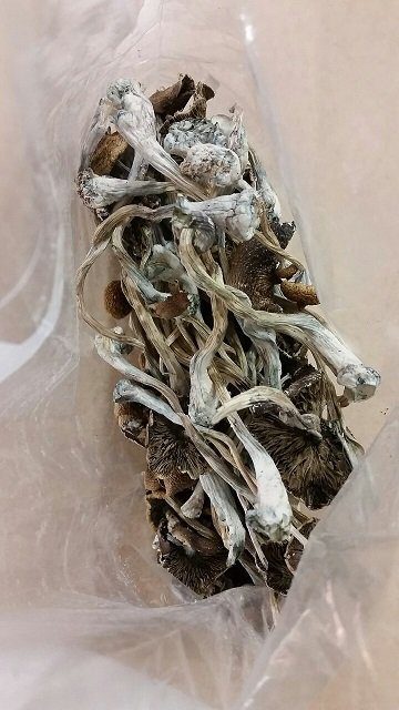 Psilocybe Azurescens